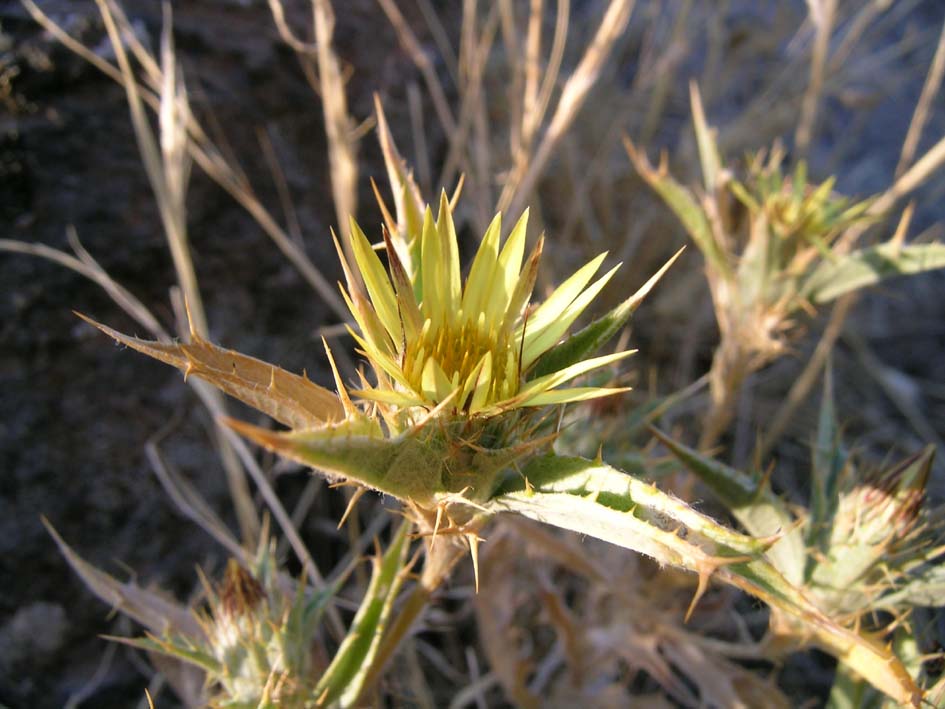 Carlina corymbosa